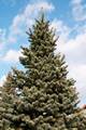 Abies lasiocarpa Compacta IMG_8469 Jodła górska